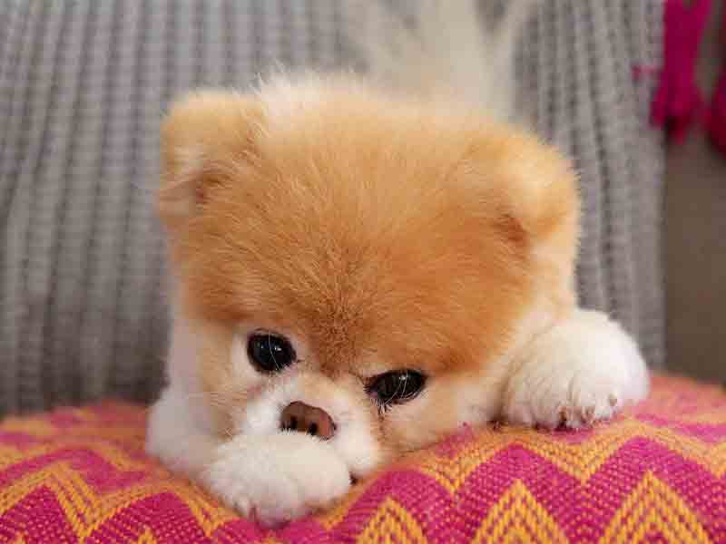 What is the cutest dog ever?